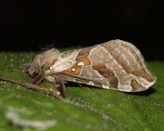 Sthenopis argenteomaculatus