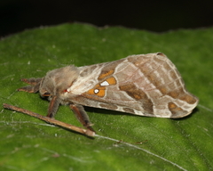 Sthenopis argenteomaculatus