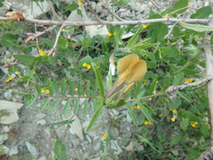 Vicia grandiflora
