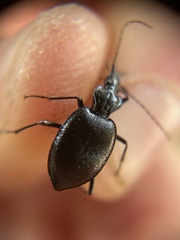 Scaphinotus cordatus