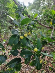 Acronychia littoralis
