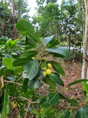 Acronychia littoralis