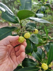 Acronychia littoralis