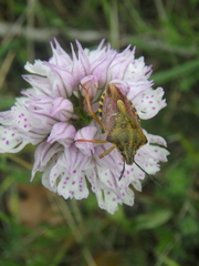 Carpocoris pudicus