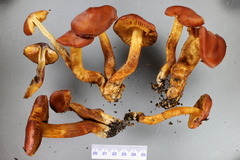 Aureonarius rubrodactylus