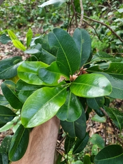 Acronychia littoralis