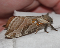 Sthenopis argenteomaculatus