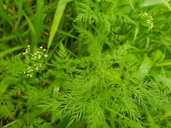 Trepocarpus aethusae