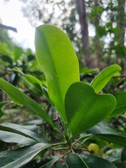 Acronychia littoralis