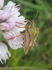 Carpocoris pudicus