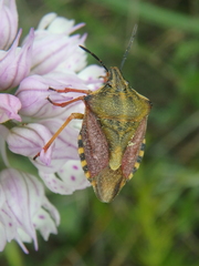 Carpocoris pudicus