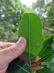 Acronychia littoralis