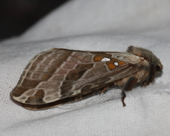 Sthenopis argenteomaculatus