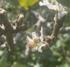 Apis mellifera