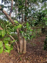 Acronychia littoralis