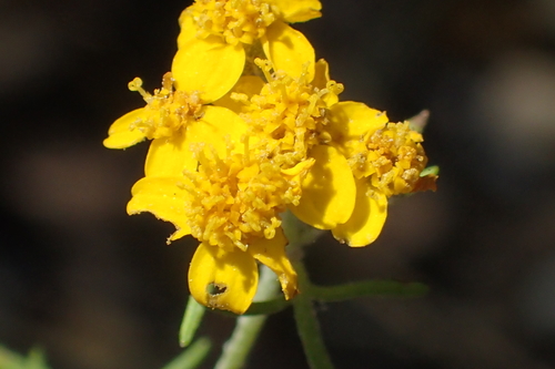 iNaturalist observation photo of Golden Yarrow