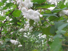 Deutzia gracilis