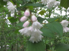Deutzia gracilis