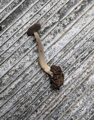 Helvella ephippium