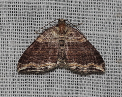 Anticlea multiferata