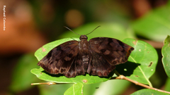Achlyodes