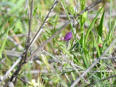 Vicia lathyroides