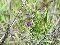 Vicia lathyroides