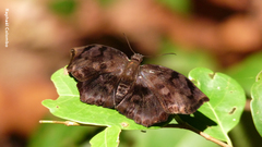 Achlyodes