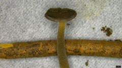Helvella ephippium