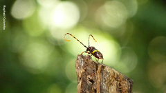 Trachyderes elegans