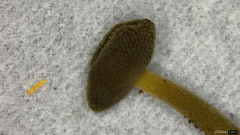 Helvella ephippium