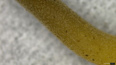 Helvella ephippium
