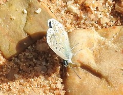 Polyommatus bellargus