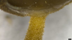 Helvella ephippium