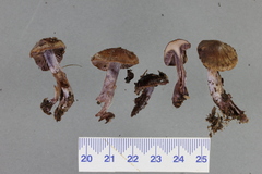 Thaxterogaster australis