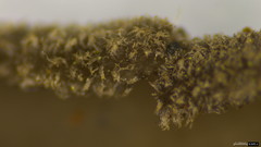 Helvella ephippium