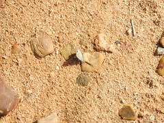Polyommatus bellargus