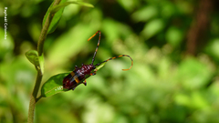 Trachyderes elegans