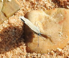 Polyommatus bellargus
