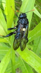 Cimbicidae