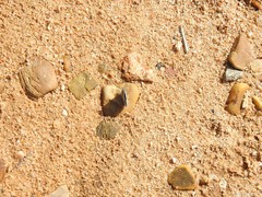 Polyommatus bellargus