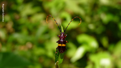 Trachyderes elegans