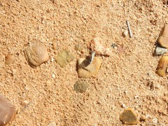 Polyommatus bellargus