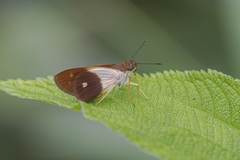 Calpodes esperi esperi