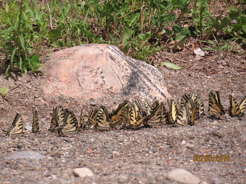 Canadian Tiger Swallowtail, photo 8 of 10