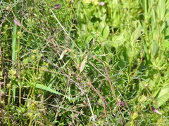 Vicia lathyroides