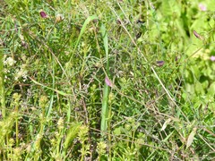 Vicia lathyroides