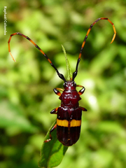 Trachyderes elegans