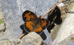 Phyciodes tharos image