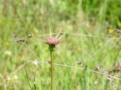Tragopogon porrifolius